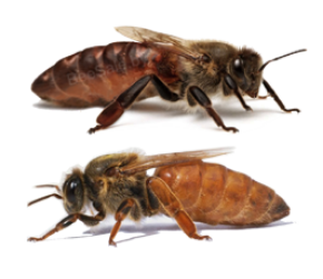 Ana arılar kateqoriyası üçün şəkil